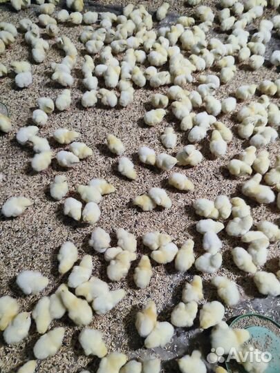 Цыплята бройлеры суточные и подрощенные