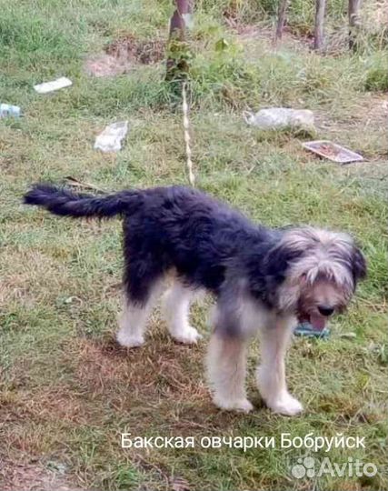 Бакская овчарка