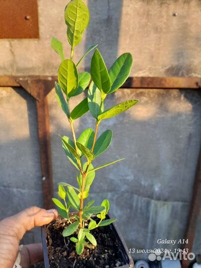 Саженцы фейхоа