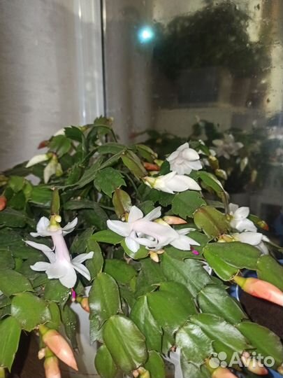 Декабрист белый