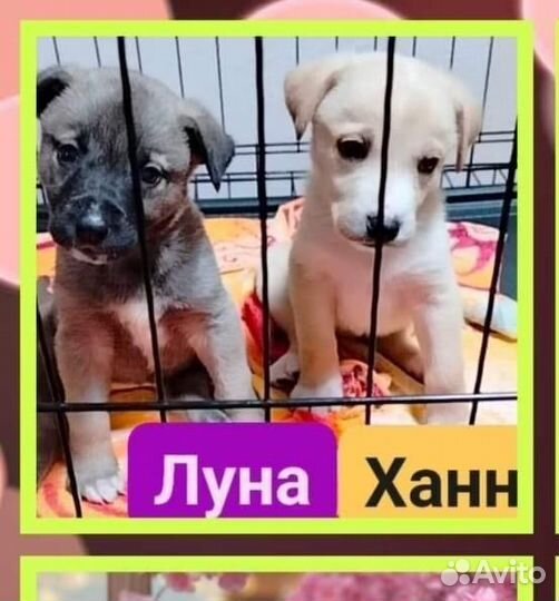 Щенки в дар