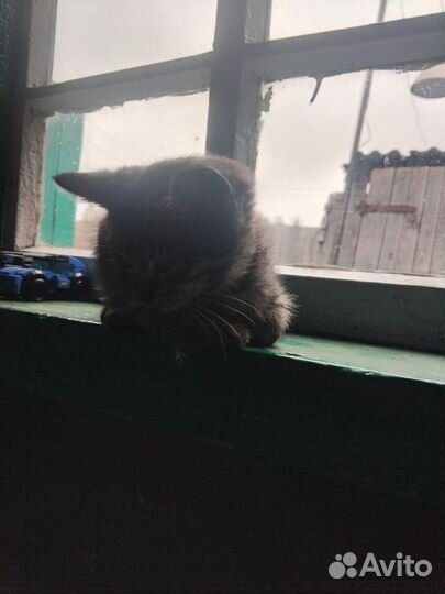 Подарю котят