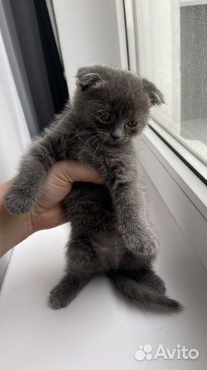 Котёнок девочка вислоухая