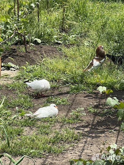 Продажа голубей