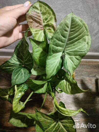 Алоказии, сингониумы