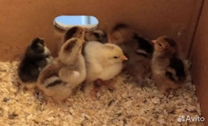 Цыплята