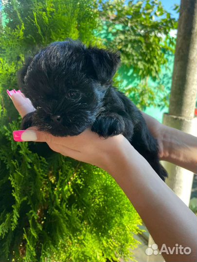 Аффенпинчер