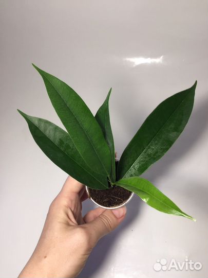 Фикусы разных сортов