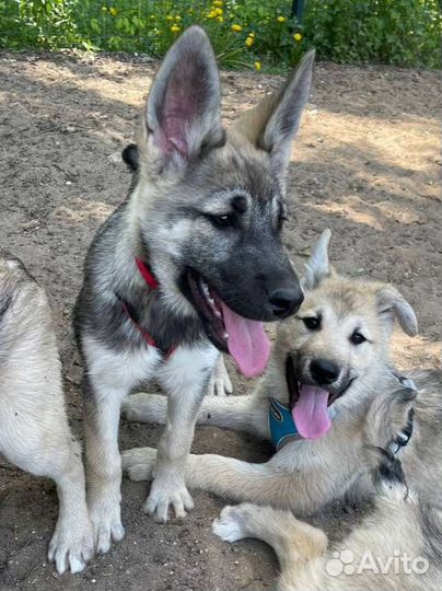 Волчий щенок дев 4мес в добрые руки