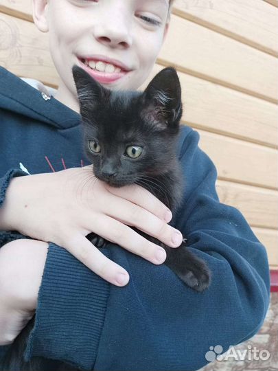 Котята, одна черная девочка и серая девочка