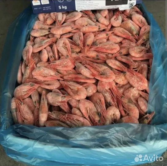 Креветка северная