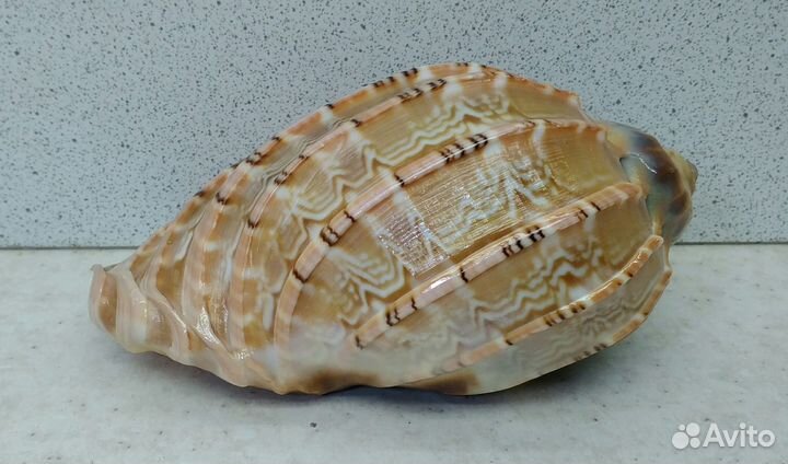 Харпа 9,80 морская ракушка раковина