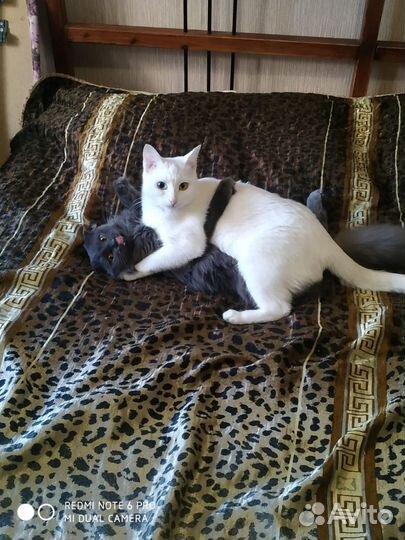 Серый котёнок