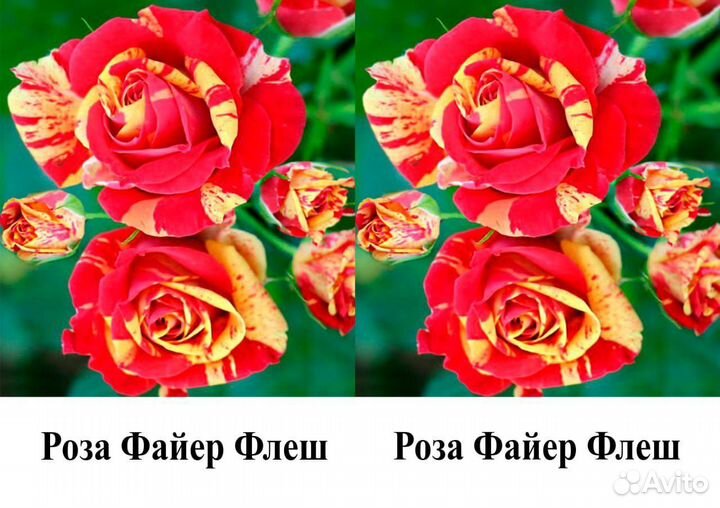 Розы саженцы 45 сортов