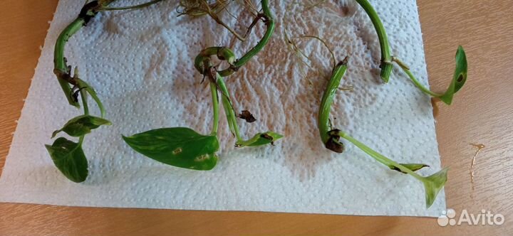 Сциндапсус обмен комнатное растение