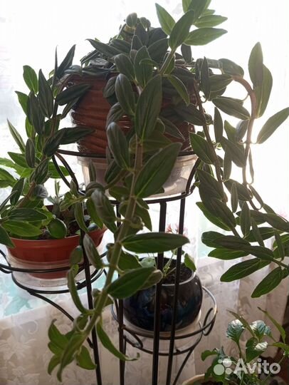 Комнатные цветы