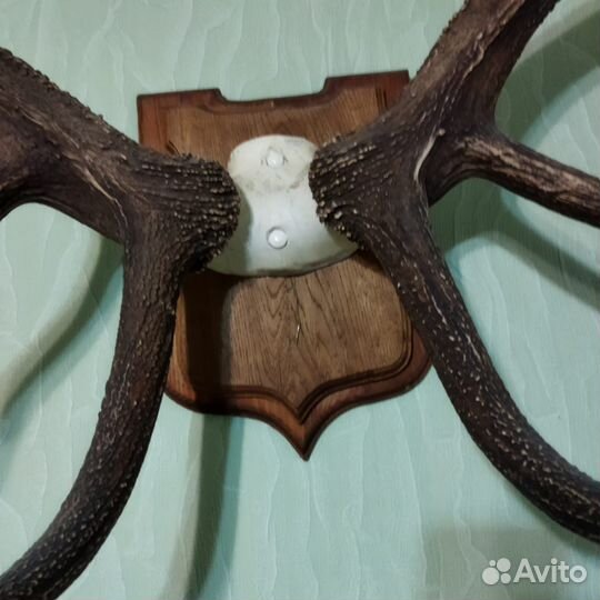 Рога оленя большие