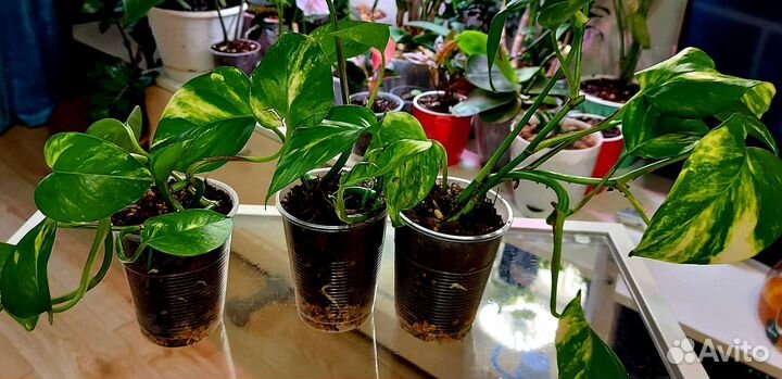 Эпипремниум Ауреум