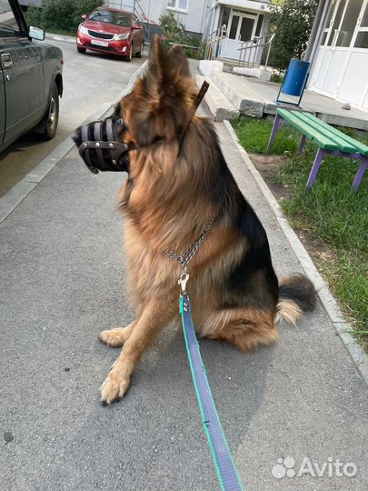 Вязка, немецкая овчарка