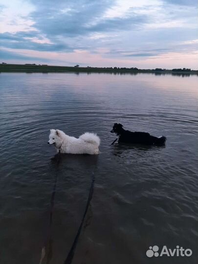 Зоогостиница