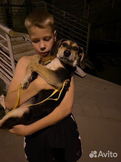 Найдена собака