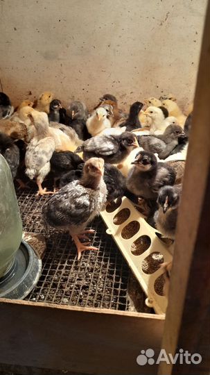 Цыплята подрощенные