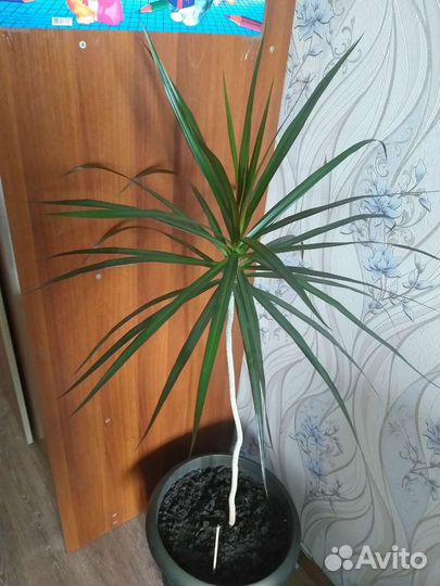 Пальма драцена