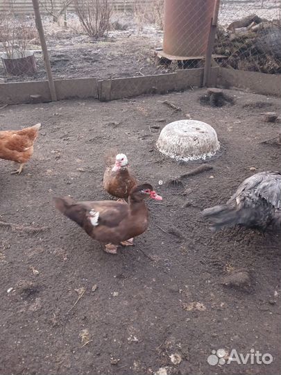 Мускусные утки на племя