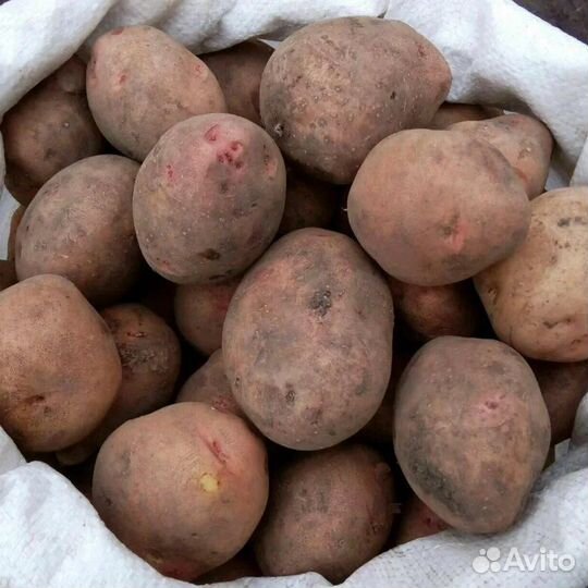 Продам картофель домашний