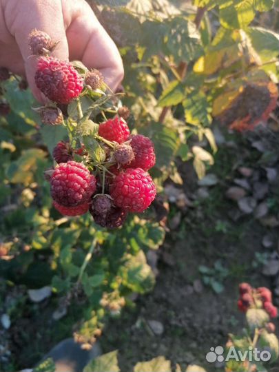 Малина, ожина