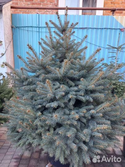 Ели живые