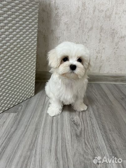 Девочка мальтезе