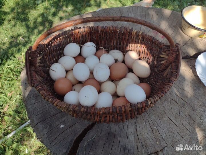 Домашние куриные яйца