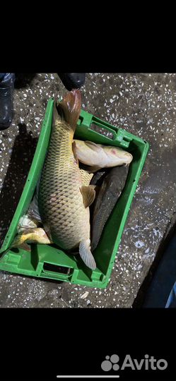 Рыба доставкой за границу