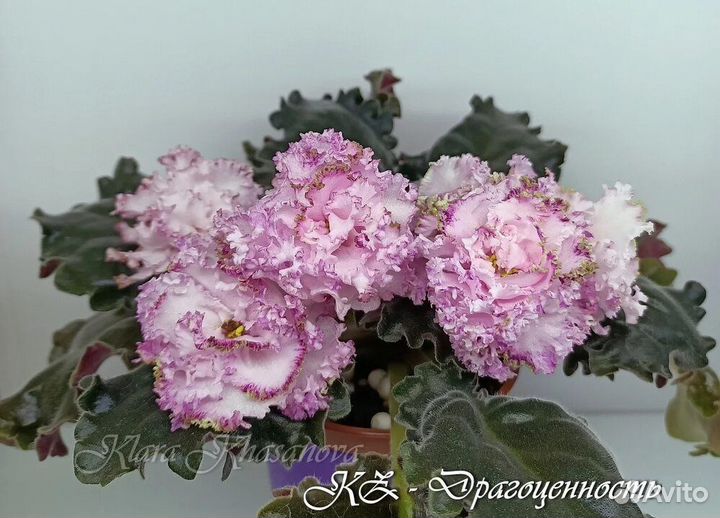 Детки сортовых фиалок
