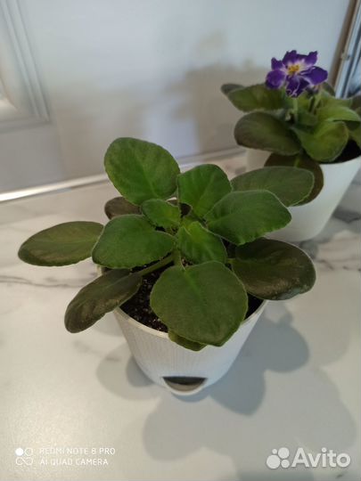 Фиалка ек Шахматный король