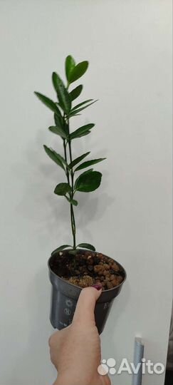 Саженцы самшита