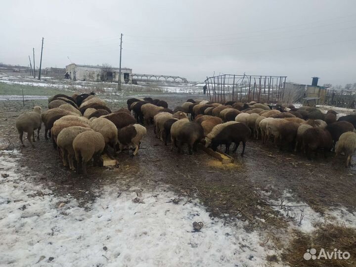 Бараны курдючные