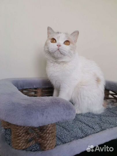 Шотландская Кошка (отдаю)