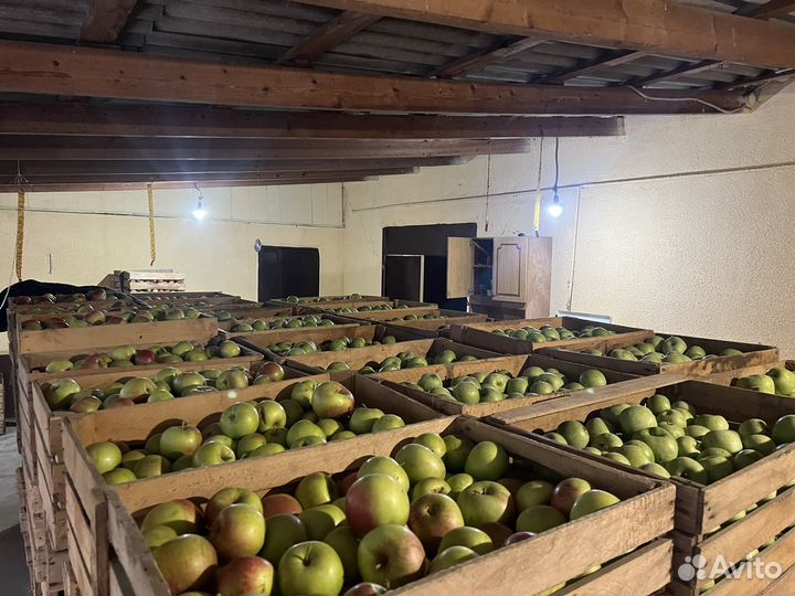 Яблоки Айдаред и Семеренко