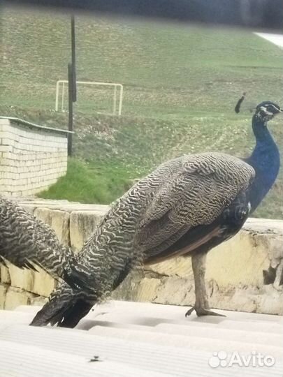 Павлин обыкновенный