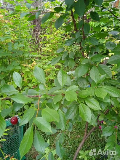 Деревца вишни