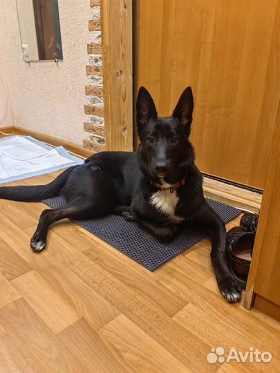 Щенок в добрые руки