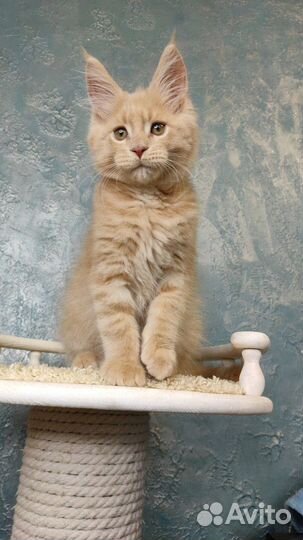 Котята для хороших людей