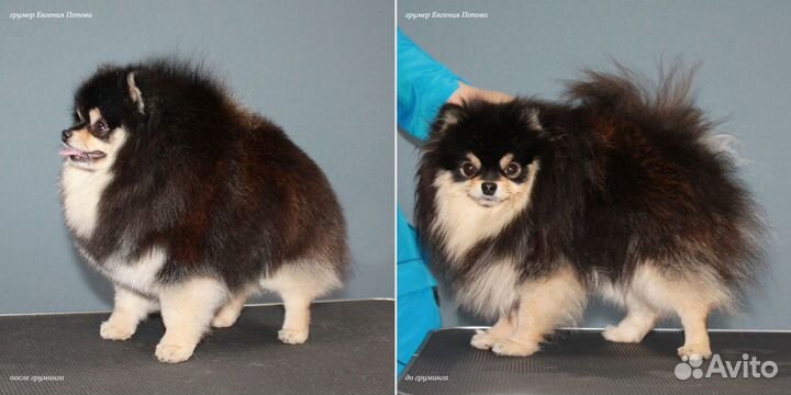 Стрижка шпица. Грумер породник