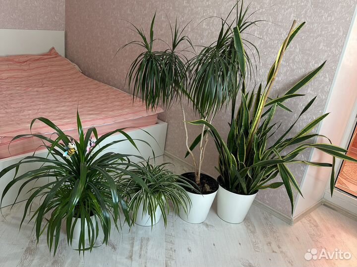 Разные цветы