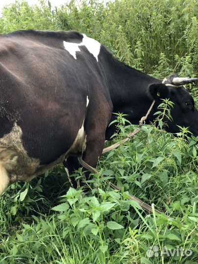 Продам корову