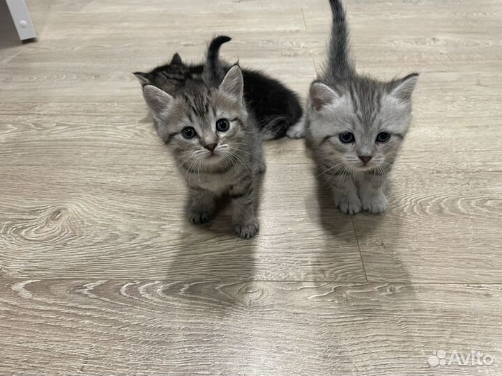 Шотландские европейки