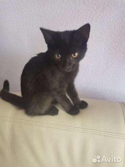 Котенок мальчик бесплатно