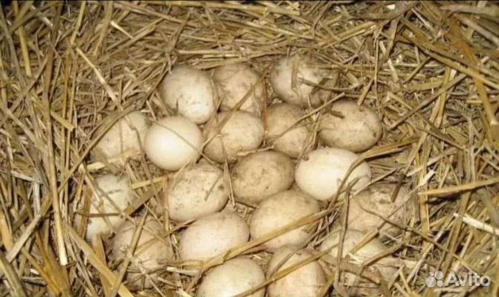 Утиные яйца